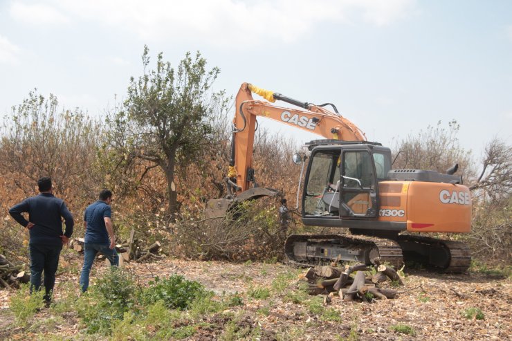 Dondan zarar gören narenciye ağaçları kesiliyor