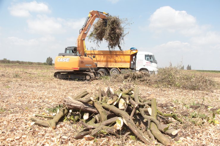Dondan zarar gören narenciye ağaçları kesiliyor