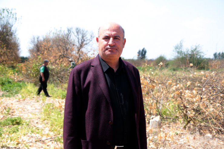 Dondan zarar gören narenciye ağaçları kesiliyor