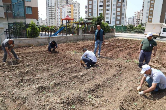 İhtiyaç sahipleri için sebze bahçesi