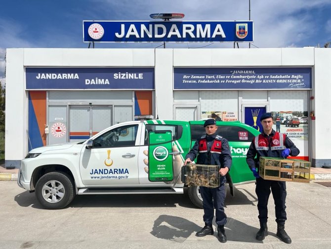 Yolcu otobüsünden 63 sincap yavrusu çıktı