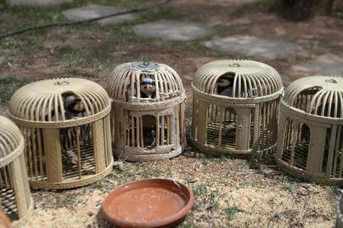 Bir araçta 25 kınalı keklik bulundu