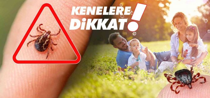 Havaların ısınmasıyla keneler arttı