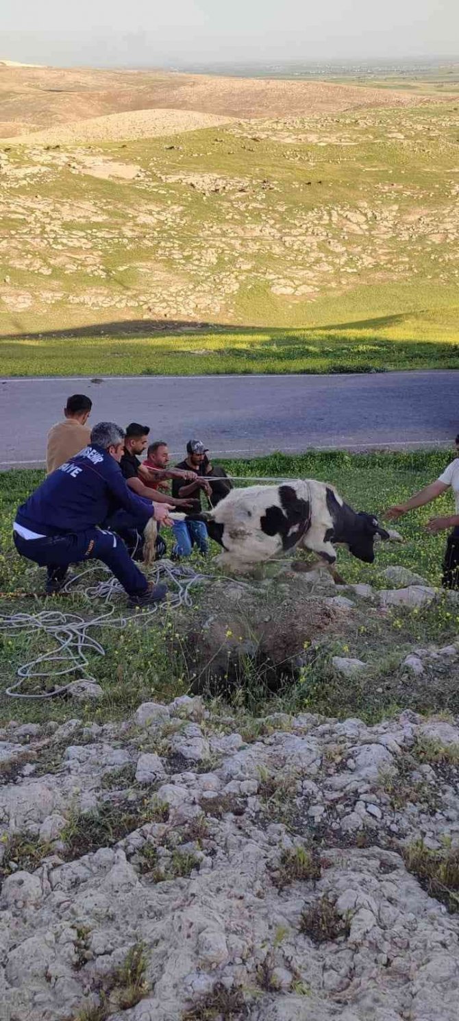 Kuyuya düşen inek itfaiye ekipleri tarafından kurtarıldı