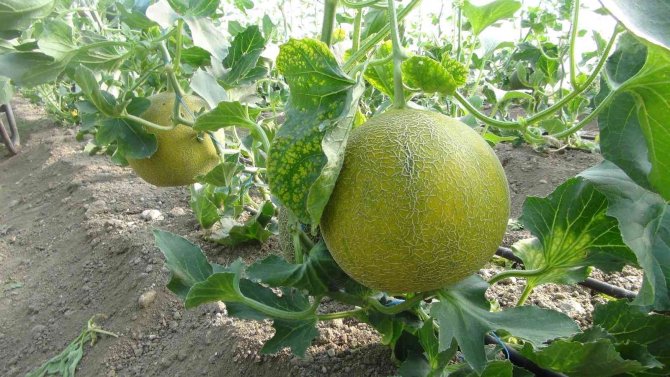 Mersin’de örtü altı kavun hasadı başladı