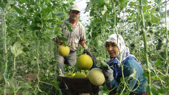 Mersin’de örtü altı kavun hasadı başladı
