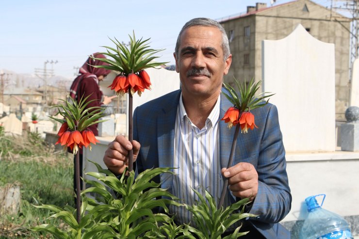 Bir aylık ömürleri olan ters laleler Yüksekova'da çiçek açtı