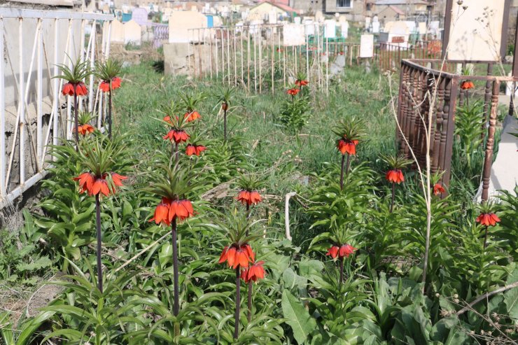 Bir aylık ömürleri olan ters laleler Yüksekova'da çiçek açtı