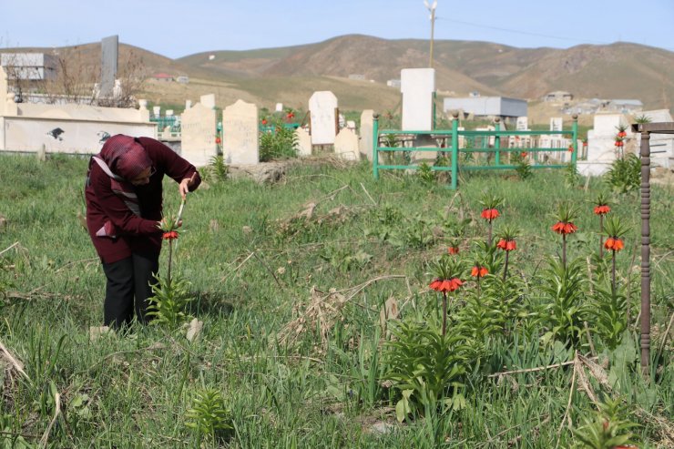 Bir aylık ömürleri olan ters laleler Yüksekova'da çiçek açtı