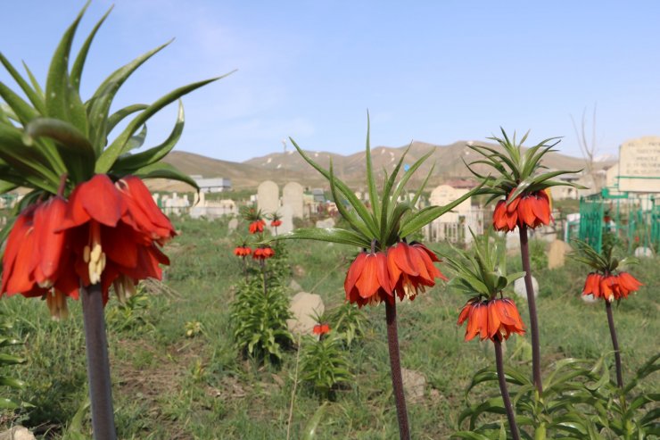 Bir aylık ömürleri olan ters laleler Yüksekova'da çiçek açtı
