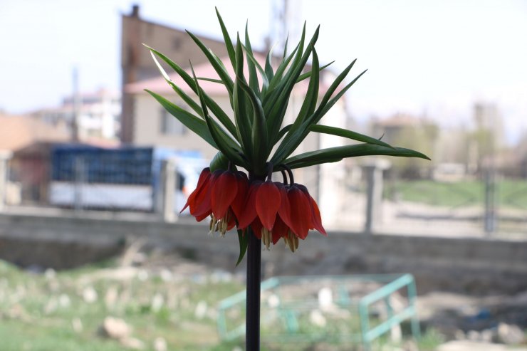 Bir aylık ömürleri olan ters laleler Yüksekova'da çiçek açtı