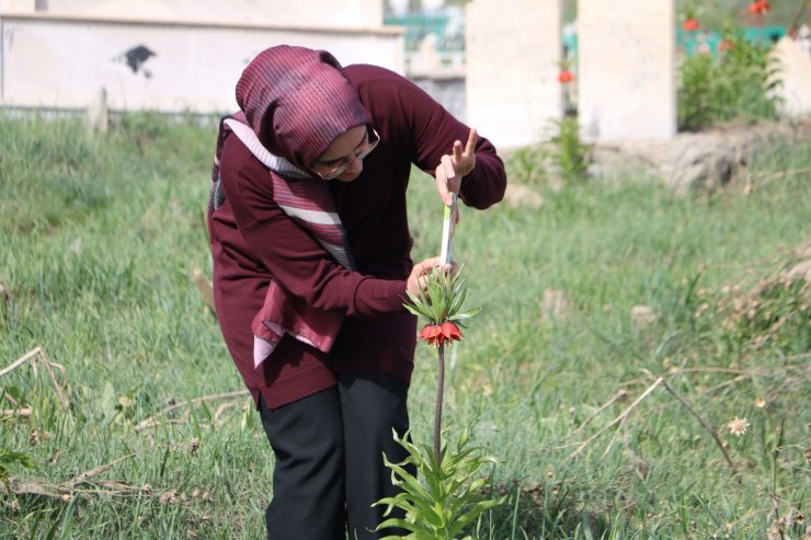Bir aylık ömürleri olan ters laleler Yüksekova'da çiçek açtı