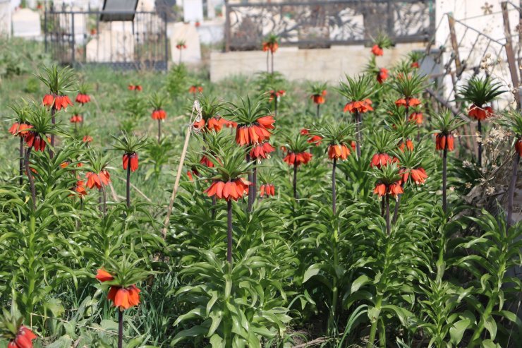 Bir aylık ömürleri olan ters laleler Yüksekova'da çiçek açtı