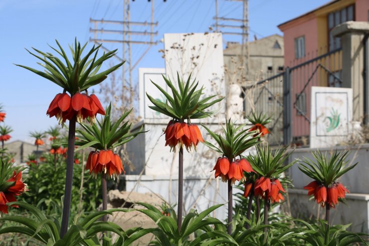 Bir aylık ömürleri olan ters laleler Yüksekova'da çiçek açtı
