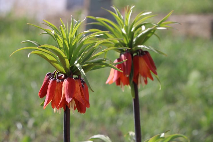 Bir aylık ömürleri olan ters laleler Yüksekova'da çiçek açtı