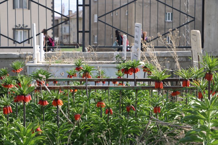 Bir aylık ömürleri olan ters laleler Yüksekova'da çiçek açtı