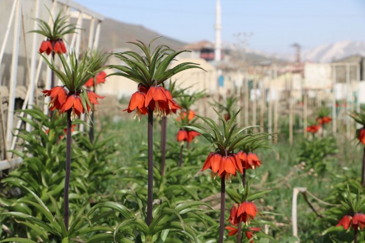 Bir aylık ömürleri olan ters laleler Yüksekova'da çiçek açtı