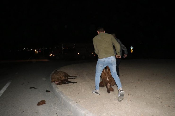 Yolun karşısına geçmek isteyen sürüye otomobil çarptı