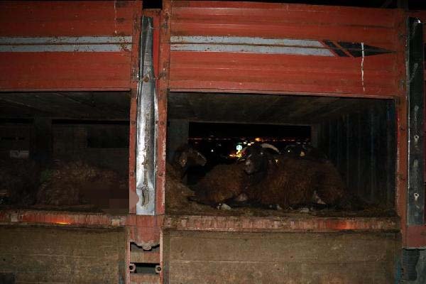 Yolun karşısına geçmek isteyen sürüye otomobil çarptı