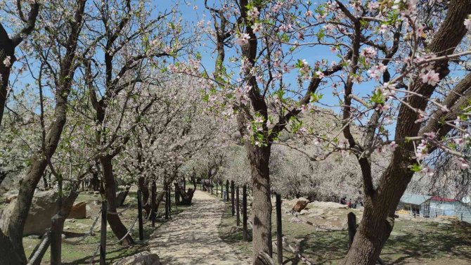 Akdamar Adası’nda ilkbahar güzelliği