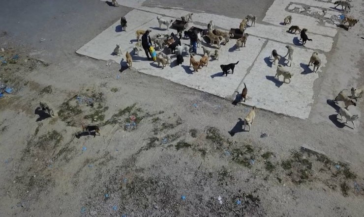 Köpekleri çöplüğe bırakan kamyonun ait olduğu belediyeye para cezası