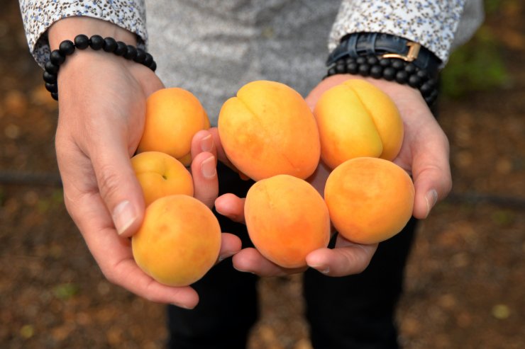 Mersin'de ilk hasadı yapılan kayısı 100 TL'den alıcı buldu