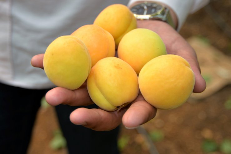 Mersin'de ilk hasadı yapılan kayısı 100 TL'den alıcı buldu