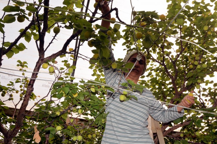 Mersin'de ilk hasadı yapılan kayısı 100 TL'den alıcı buldu