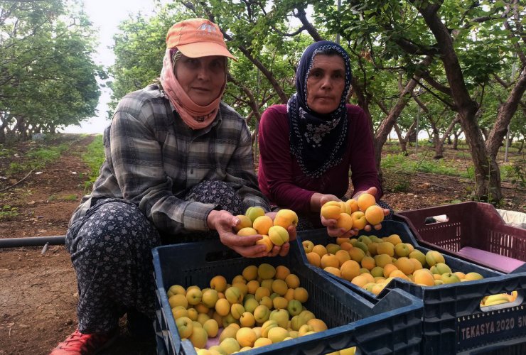 Mersin'de ilk hasadı yapılan kayısı 100 TL'den alıcı buldu