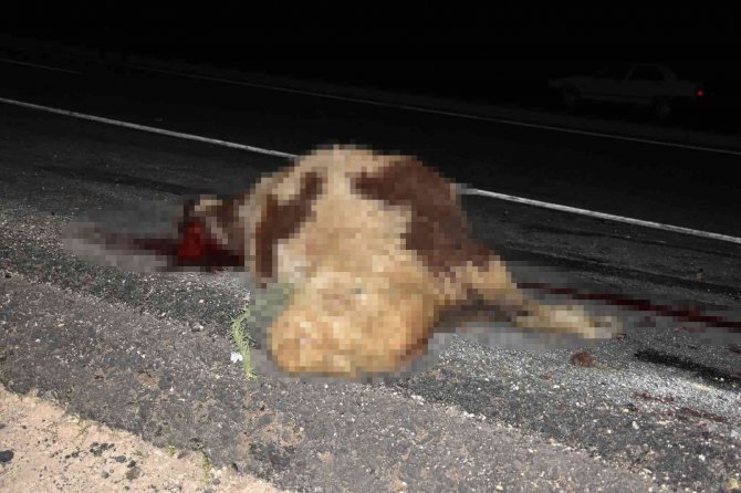 Otomobil koyun sürüsüne daldı, 12 koyun telef oldu