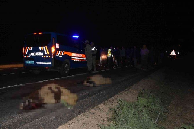 Otomobil koyun sürüsüne daldı, 12 koyun telef oldu