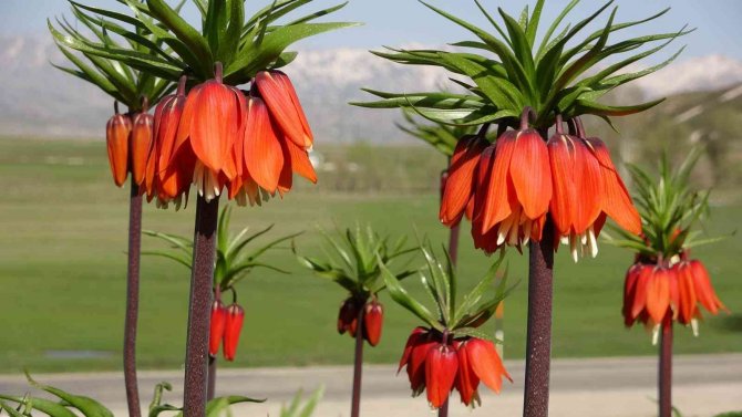 Ters laleler kendine hayran bıraktı