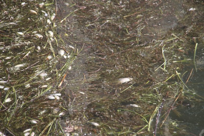 Beyşehir Gölü kıyısında ölü balıklar bulundu