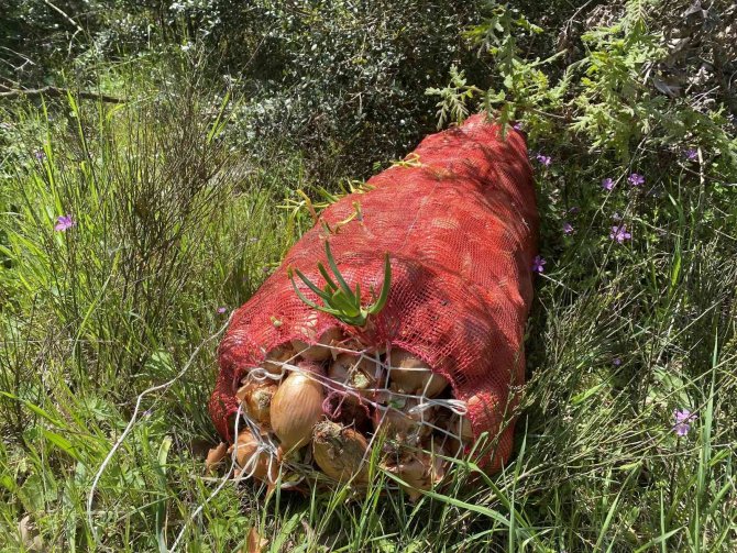Çuval çuval soğan, ormana atılmış halde bulundu