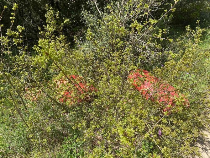 Çuval çuval soğan, ormana atılmış halde bulundu