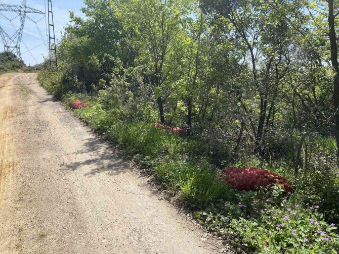 Çuval çuval soğan, ormana atılmış halde bulundu