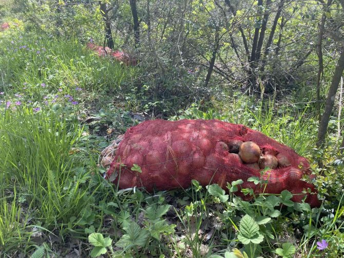 Çuval çuval soğan, ormana atılmış halde bulundu