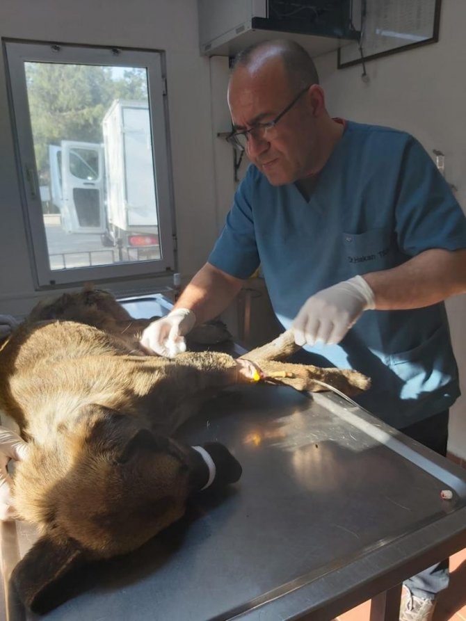 Köpeği çöplüğe attılar, acı feryadını duyanlar kurtardı