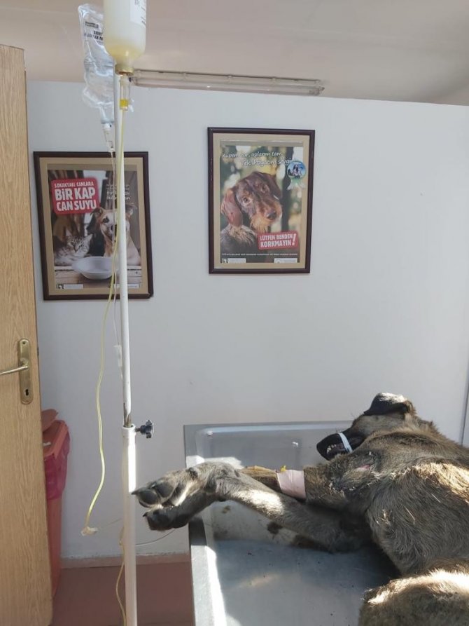 Köpeği çöplüğe attılar, acı feryadını duyanlar kurtardı