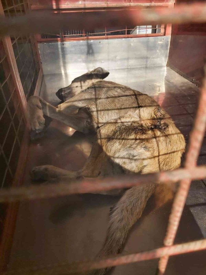 Köpeği çöplüğe attılar, acı feryadını duyanlar kurtardı