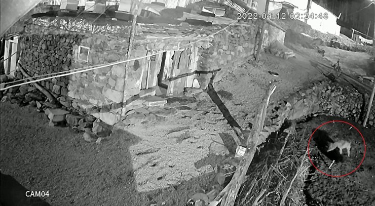 Köpeğini kurdun elinden kurtardı