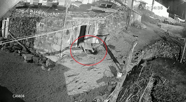 Köpeğini kurdun elinden kurtardı