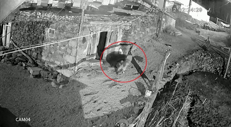 Köpeğini kurdun elinden kurtardı