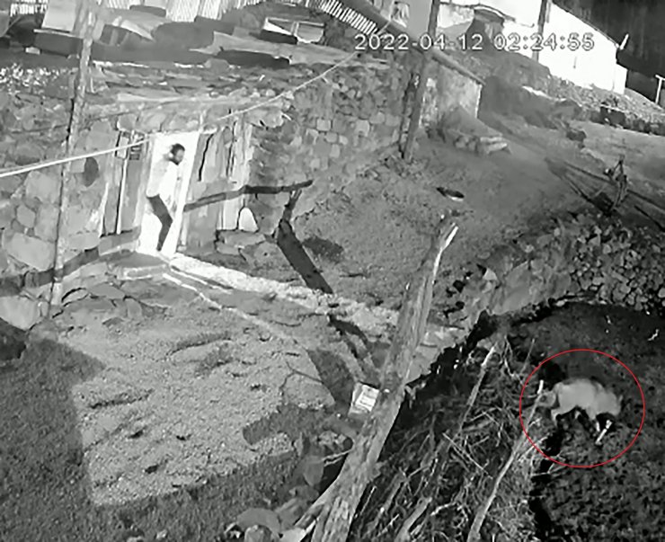 Köpeğini kurdun elinden kurtardı