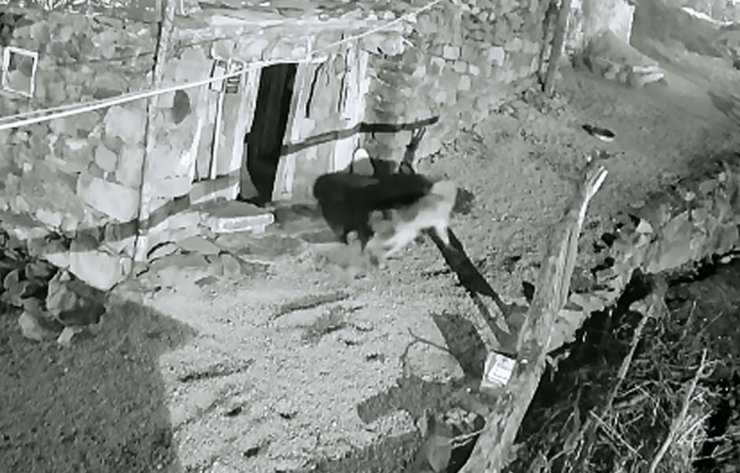 Köpeğini kurdun elinden kurtardı