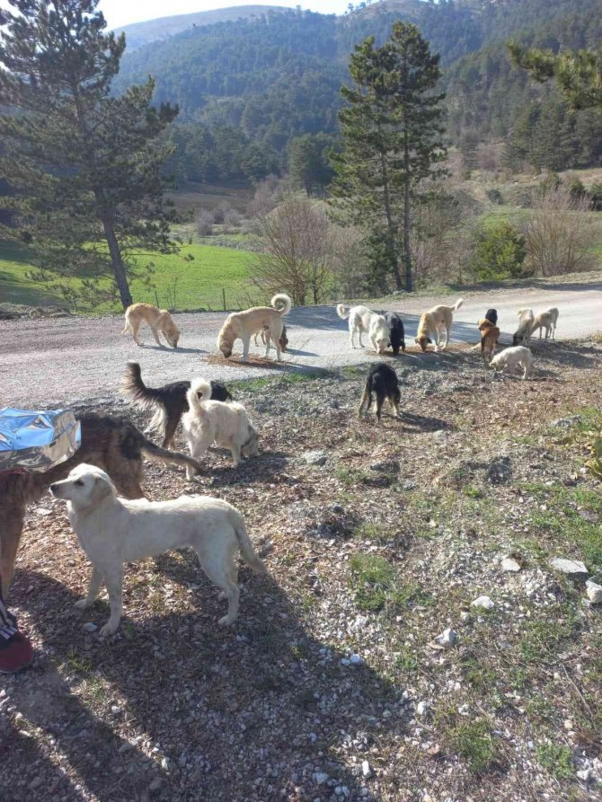 Ormanlık alana bırakılan onlarca köpek koyunu telef etti