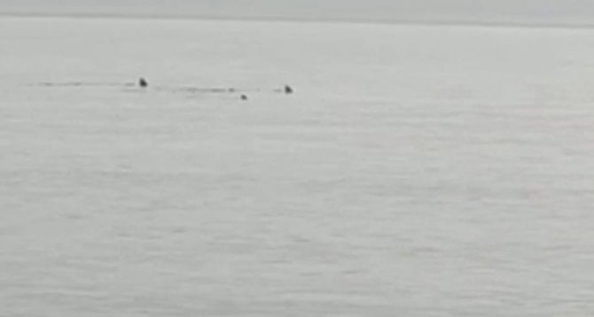 Türkiye sahillerinde köpek balıkları görüntülendi