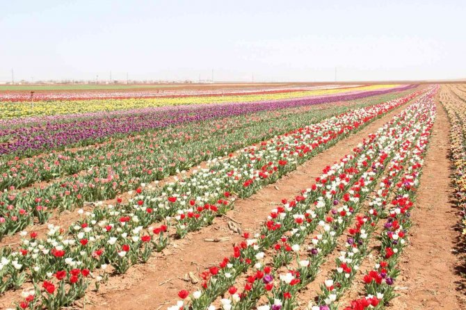Açan laleler tarlayı renk cümbüşüne çevirdi
