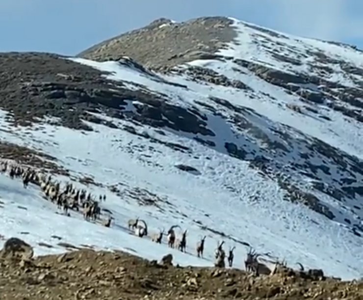 Dağ keçileri ilk kez bu kadar kalabalık görüntülendi