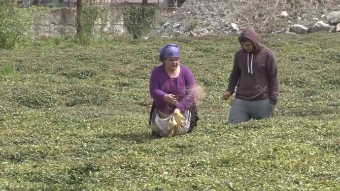 Doğu Karadeniz’i çay telaşı sardı